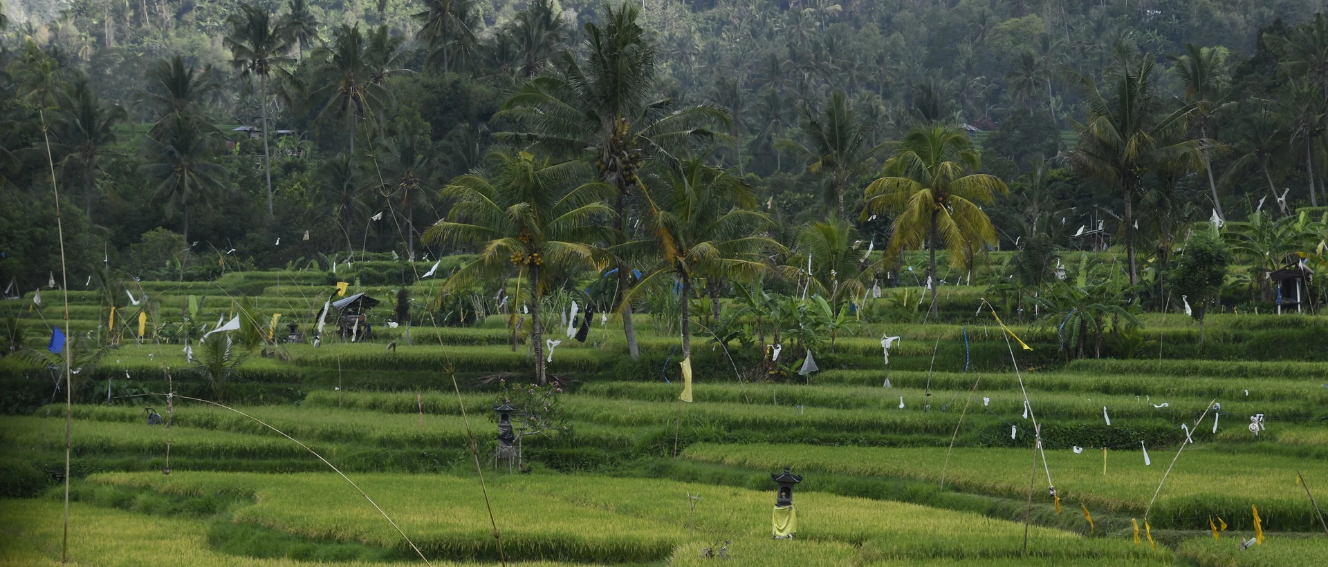 rice paddy fields in indonesia
