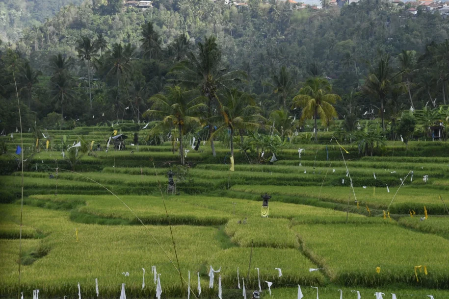 Rice paddy fields in Indonesia