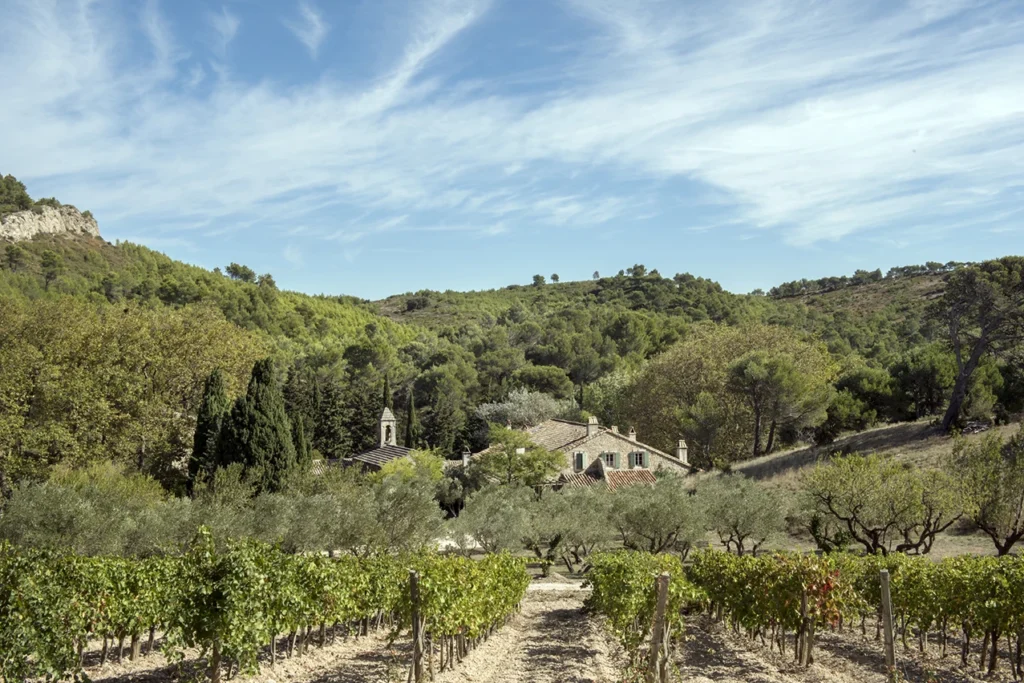 Abbaye de Pierredon vineyard
