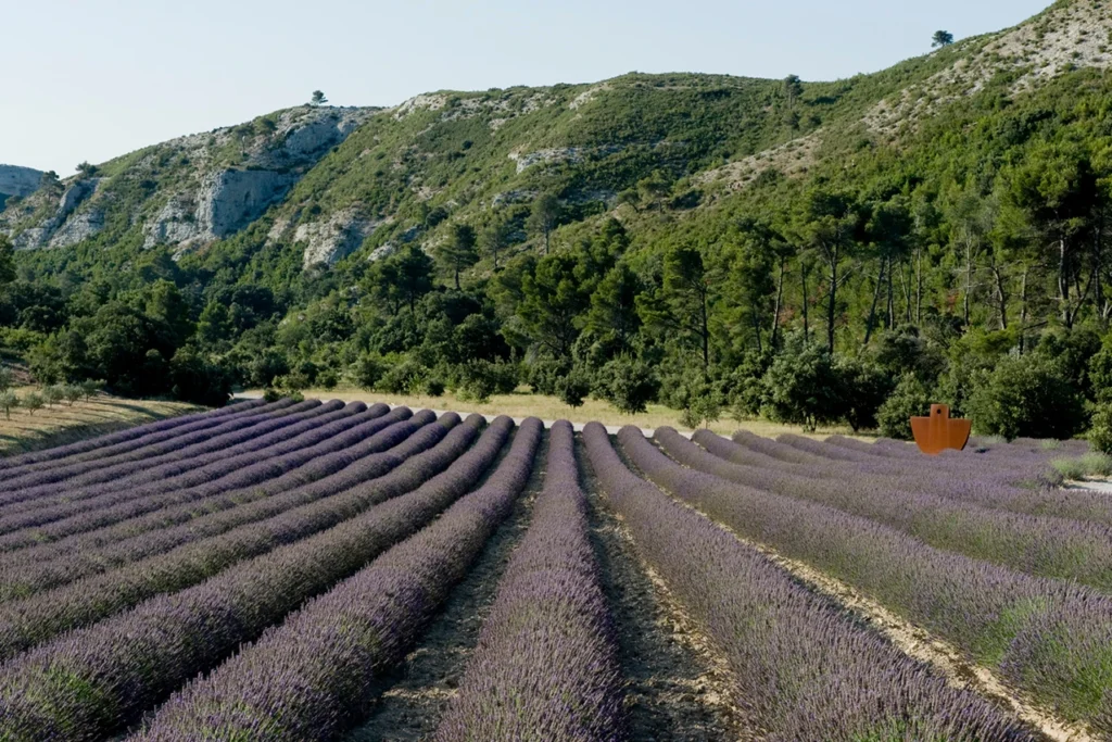 Abbaye de Pierredon lavendar fields